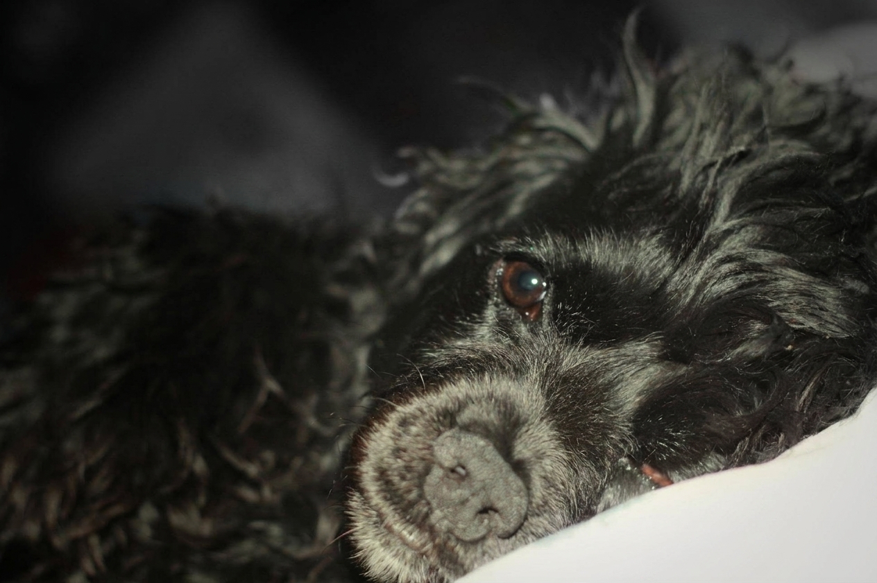 Fotografía original de Lulu, una perrita negra de pelo rizado recostada